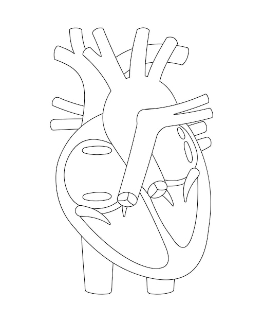 Premium Vector | Human Anatomy Worksheet Label all the structures ...