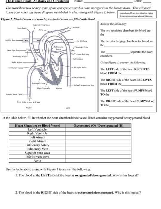 Solved The Human Heart: Anatomy and Circulation Name: Letter ...