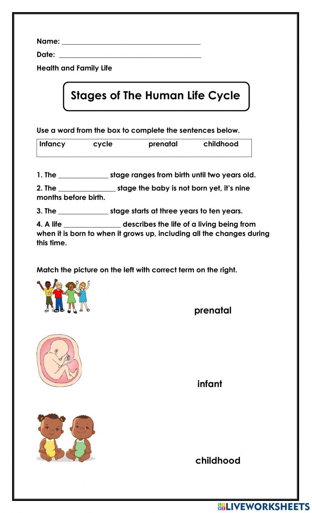 Humans Life Cycle Worksheet Worksheets Library
