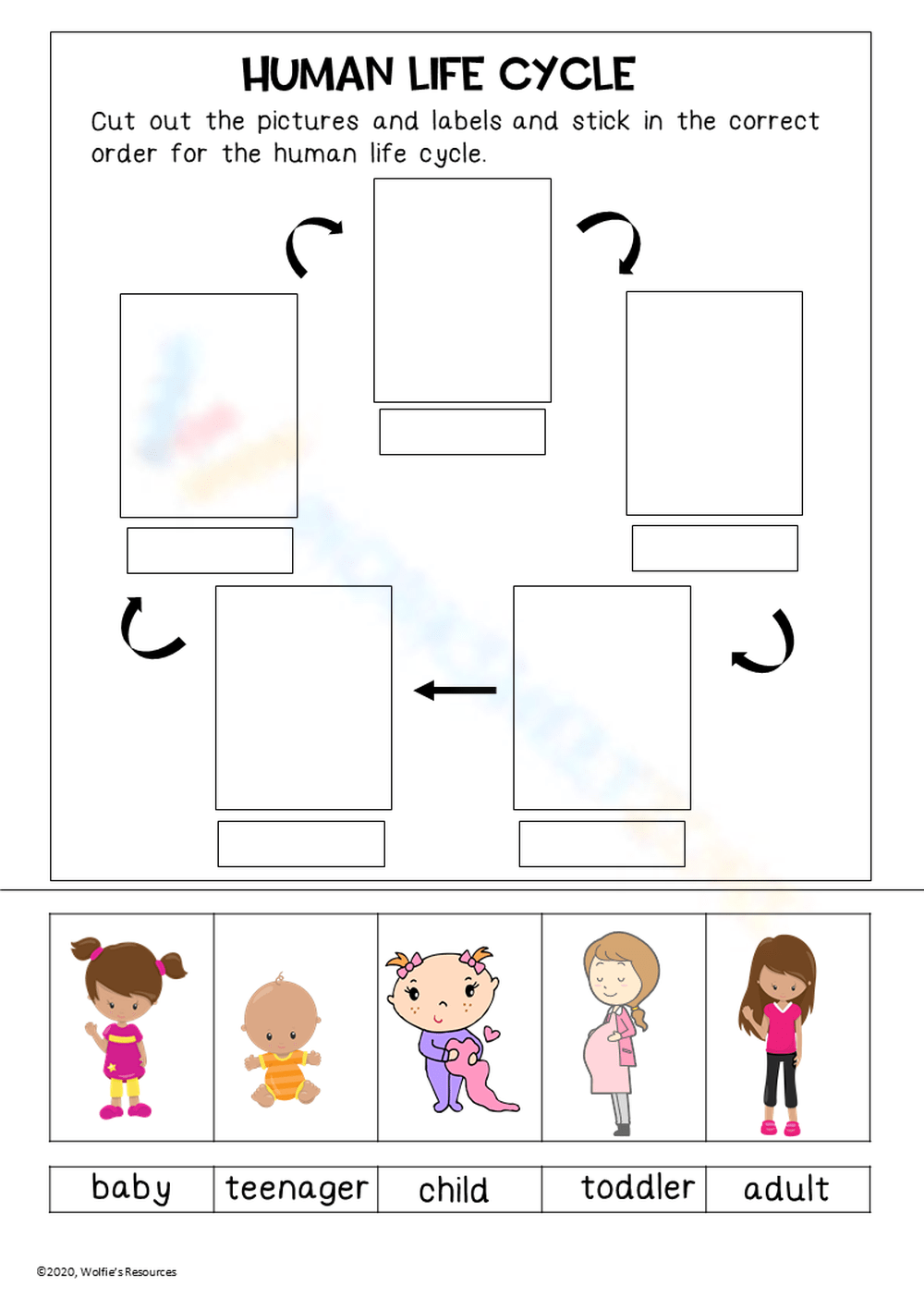 Free Printable Interactive Human Life Cycle Worksheets Worksheets 