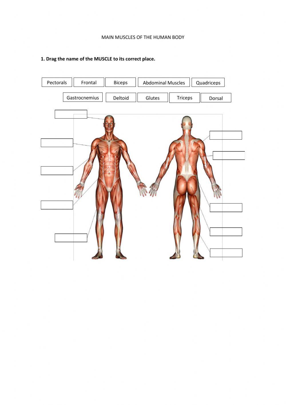 Main Muscles of the Human Body | Patricia Tobar | Live