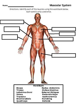 Muscular System Worksheet by Krauses Collections | TPT