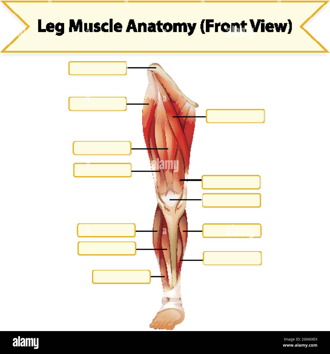 Human leg muscle anatomy worksheet illustration Stock Vector Image ...