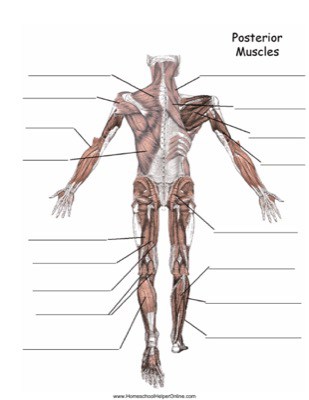 Posterior Muscles Worksheet - Homeschool Helper Online