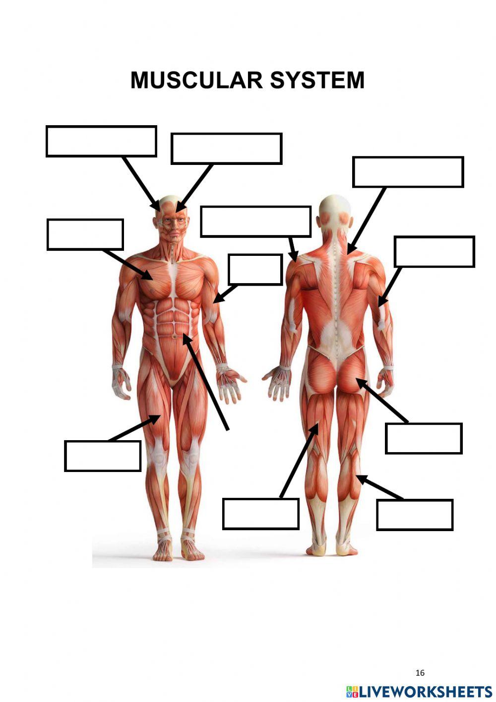 Label the muscles | MartaPeartrees  