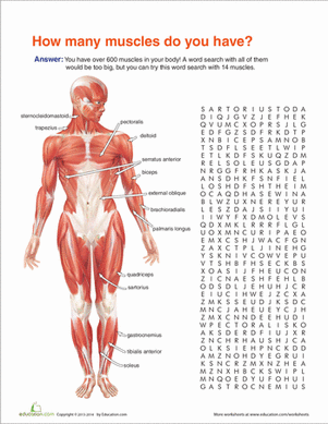 human muscles worksheet