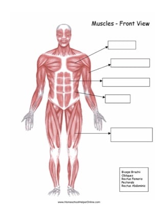 human muscles worksheet