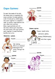 human organ systems worksheet
