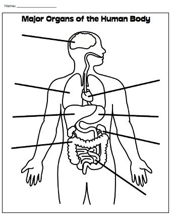 Printable Human Body Worksheet | Human body organs, Human body ...