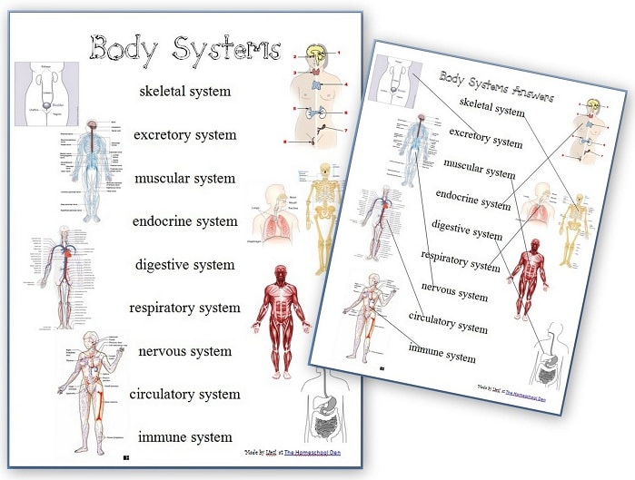 human organ worksheet