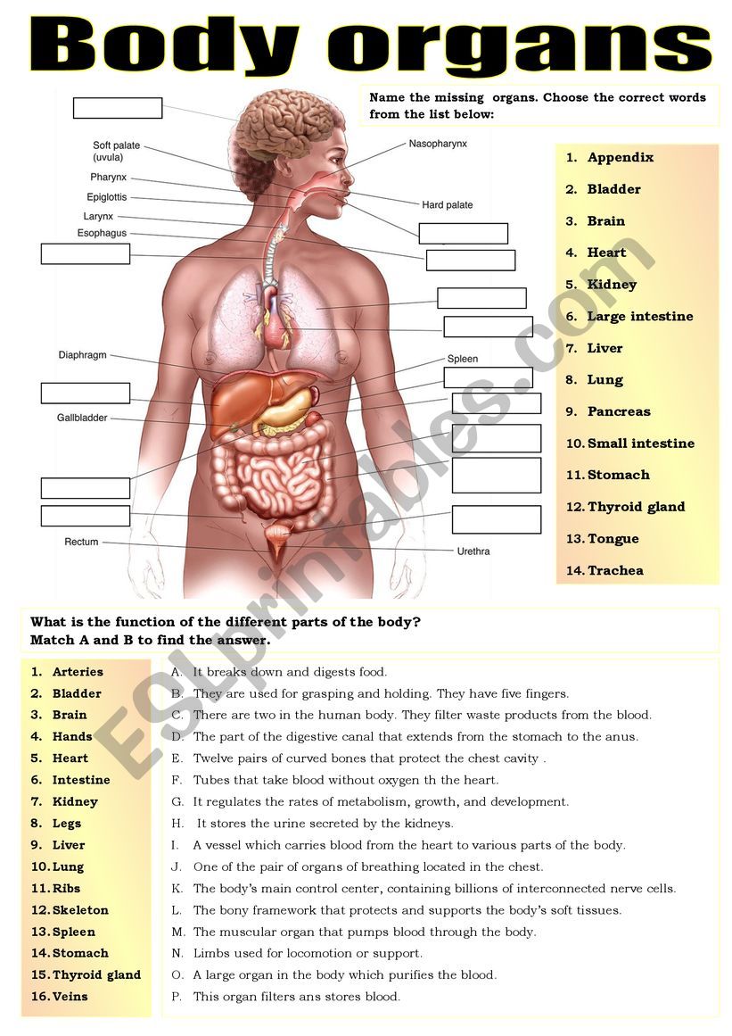 BODY PARTS &  ORGANS - ESL worksheet by pilarmham