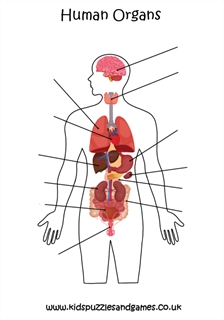 Label the Human Organs Worksheet - Kids Puzzles and Games