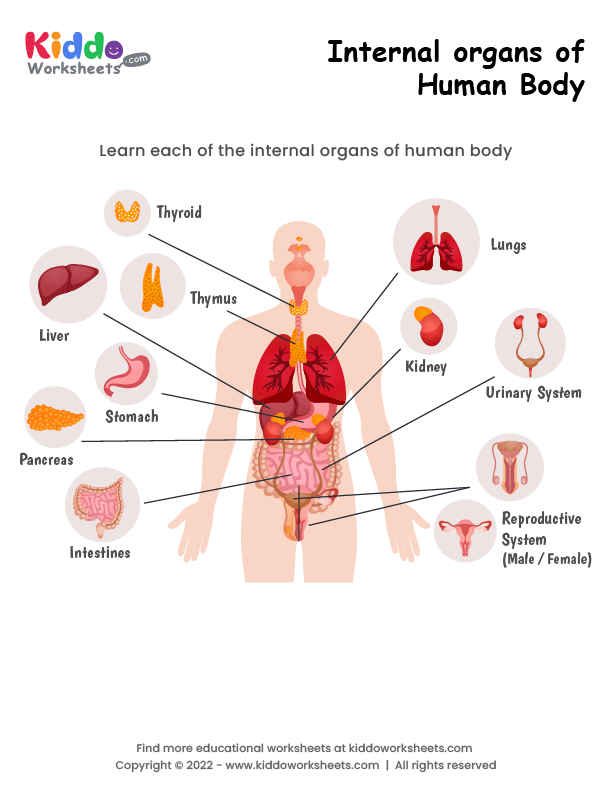Internal organs of human body Worksheet - kiddoworksheets