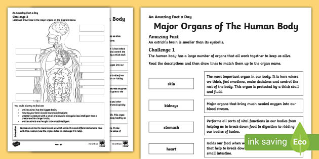 KS2 Main Organs of the Human Body Worksheet (teacher made)