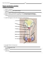 Worksheet Sistem Reproduksi 1 .docx - Name/Class/Number: and Human ...