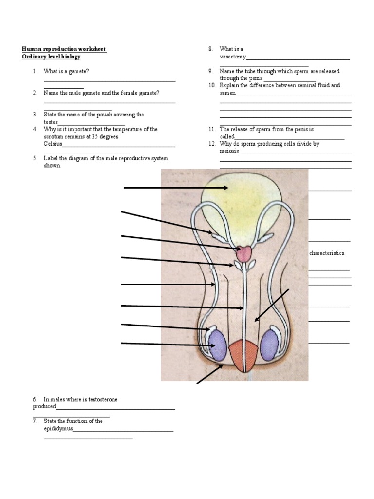human reproduction worksheet answers
