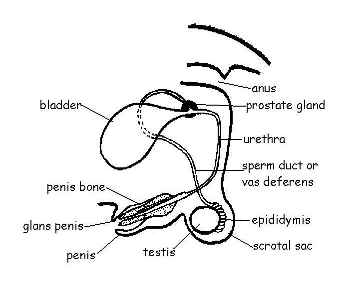human reproduction worksheet answers