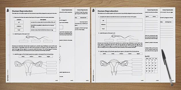 human reproduction worksheet answers