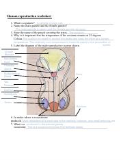 Human reproduction worksheet .pdf - Human reproduction worksheet 1 ...