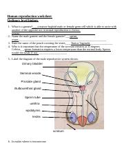 Human reproduction worksheet 1 .doc - Human reproduction worksheet ...