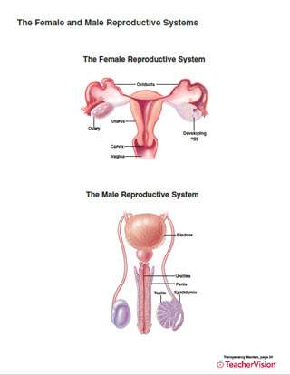 The Female and Male Reproductive Systems Printable (6th - 12th ...