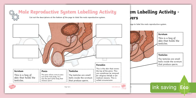 human reproductive system worksheet