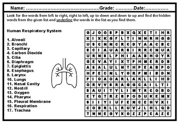 Human Respiratory System Word Search Worksheet, Human Anatomy No ...