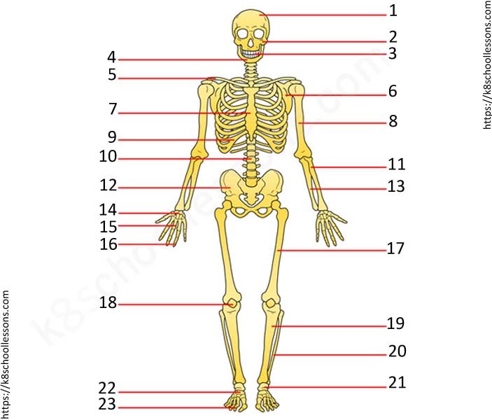 human skeletal system worksheet