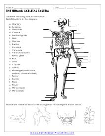 Human Body Worksheets