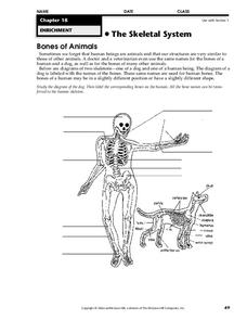 human skeletal system worksheet