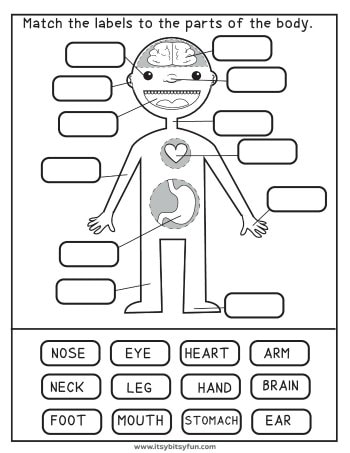 Human Body Worksheets - Itsy Bitsy Fun