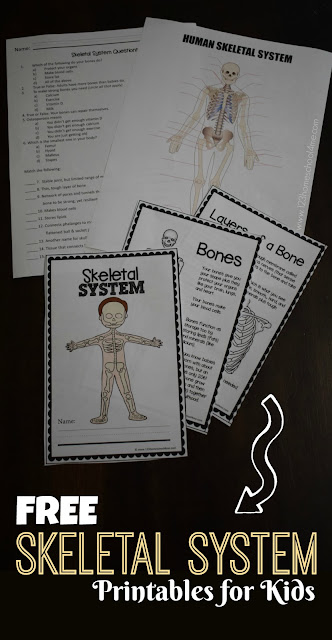 human skeleton for kids worksheet