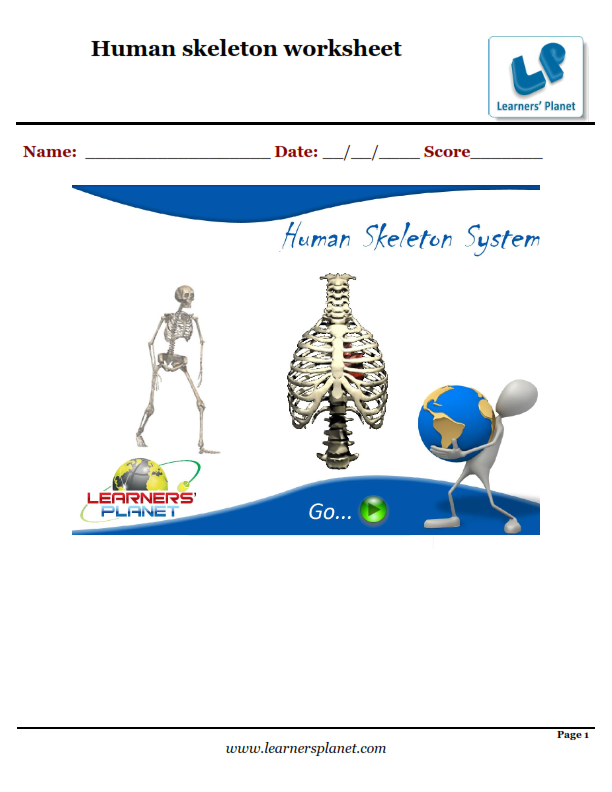 human skeleton for kids worksheet