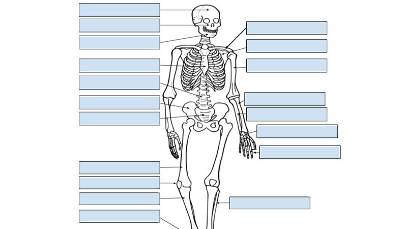 Skeleton Labeling Using Google Slides - Drag and Drop