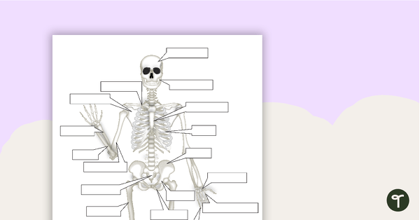 The Human Skeletal System Worksheet | Teach Starter