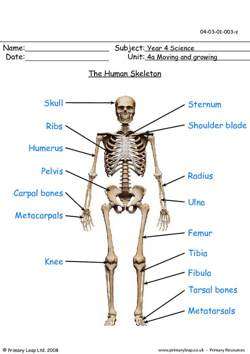 Science: The human skeleton | Worksheet | PrimaryLeap.co.uk