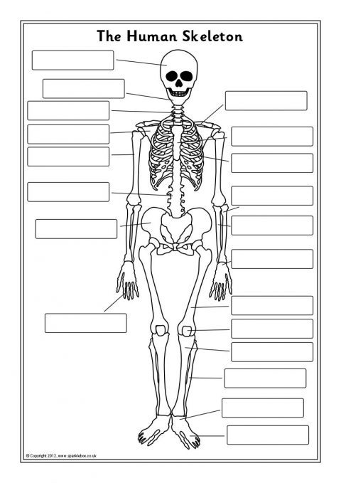 Human Skeleton Labelling Sheets (SB7889) - SparkleBox