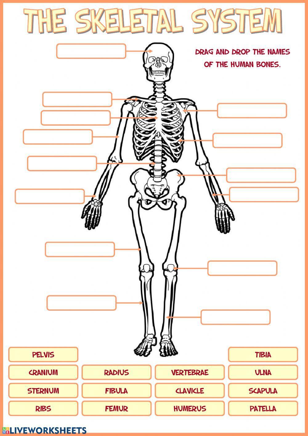 Skeletal system worksheet  