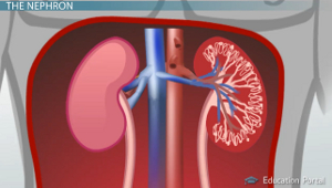 human urinary tract and kidney worksheet