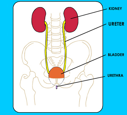 Choose the correct path of urine in our body a kidney → ureter ...