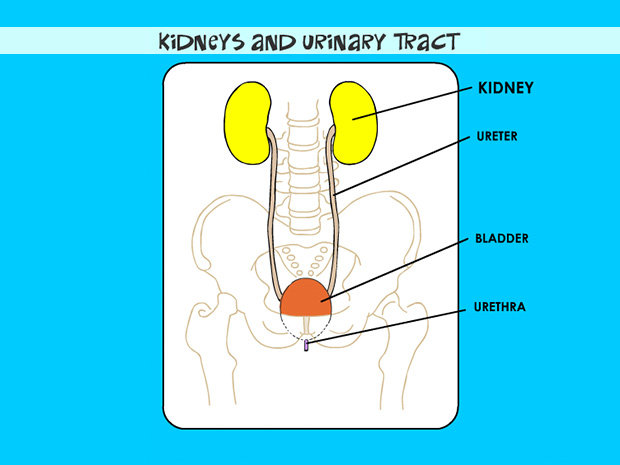 human urinary tract and kidney worksheet