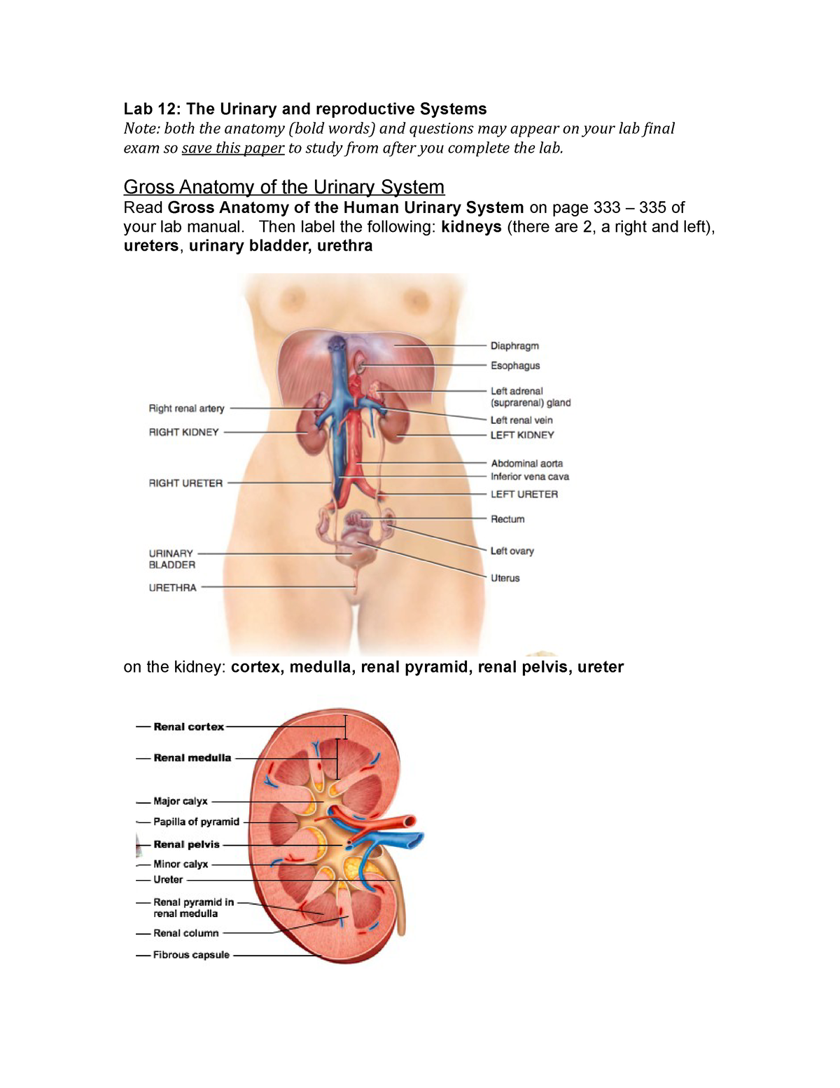 human urinary tract and kidney worksheet