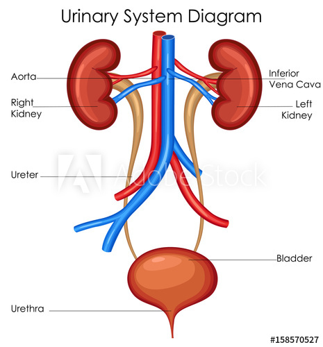 human urinary tract and kidney worksheet