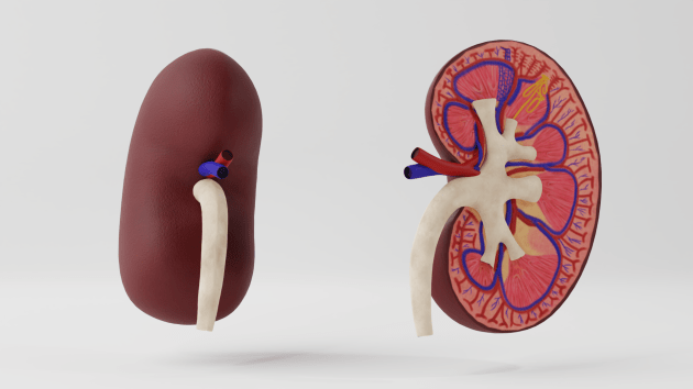 human urinary tract and kidney worksheet