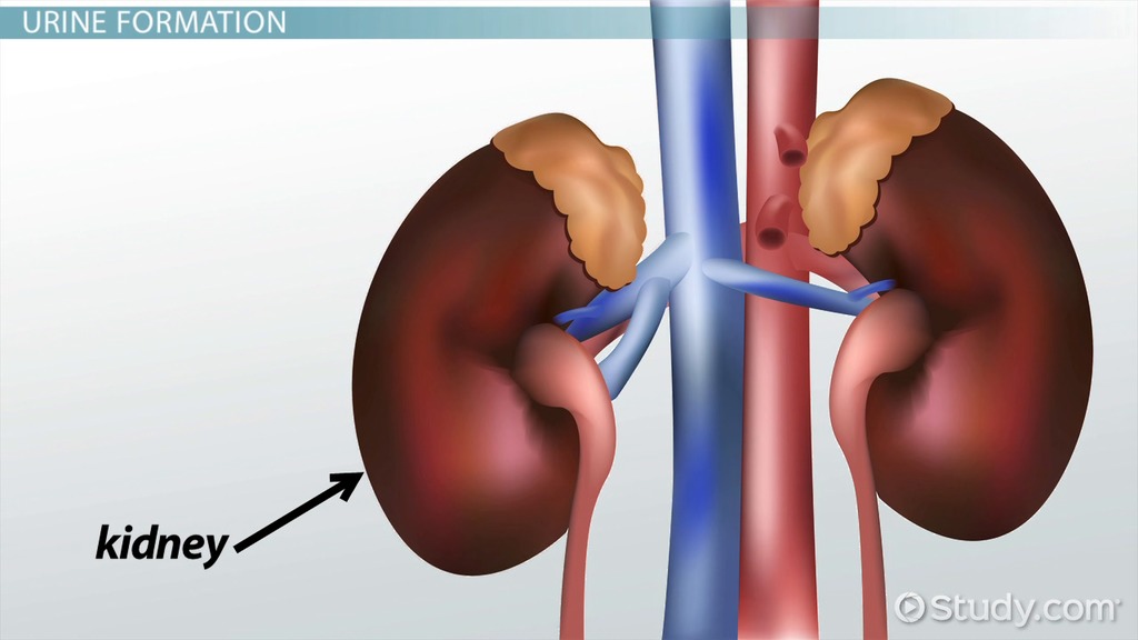 Urine Formation | Overview, Steps &  Pathway Video