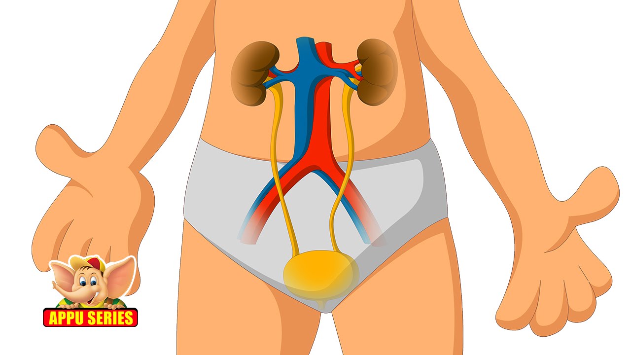 human urinary tract and kidney worksheet