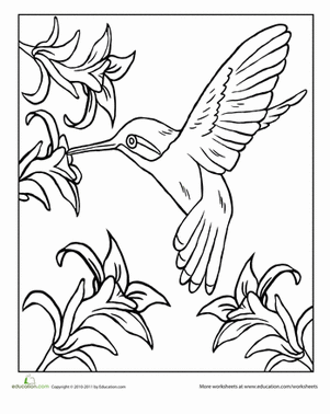 Hummingbird | Worksheet 