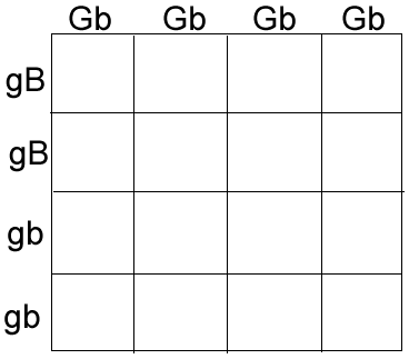 ia2 punnett square worksheet human characteristics answers