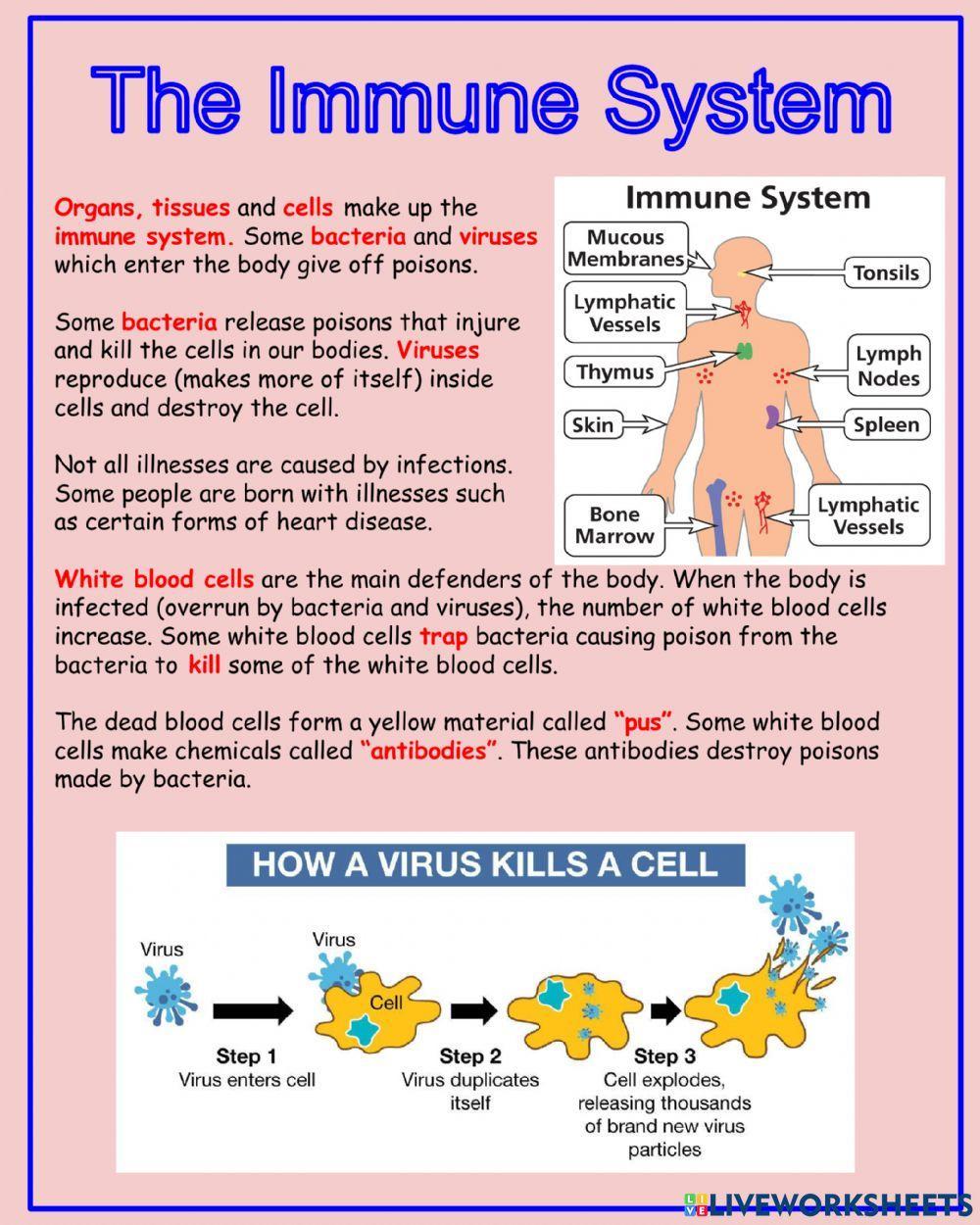 Immune System Worksheet by The Learning Shop Resources worksheets