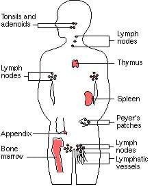 immune system worksheet middle school